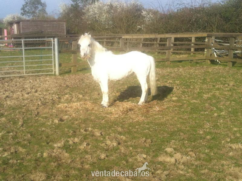 VENTA PONI ONLINE in 