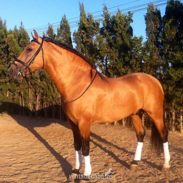 Andaluz