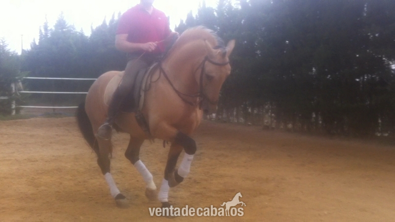 Andaluz {TYPE}