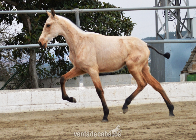 Caballos Pura Raza Española (P.R.E.) PRE - Potras PRE destete bayas, palominas y alazanas