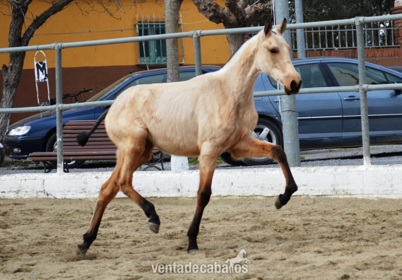 Potras PRE destete bayas, palominas y alazanas - Caballos Pura Raza Española (P.R.E.) PRE
