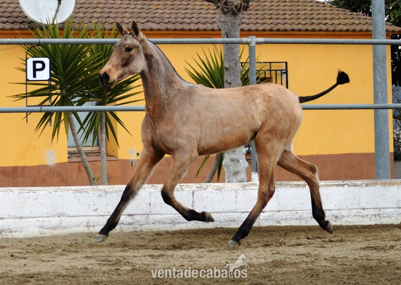 Potras PRE destete bayas, palominas y alazanas - PRE