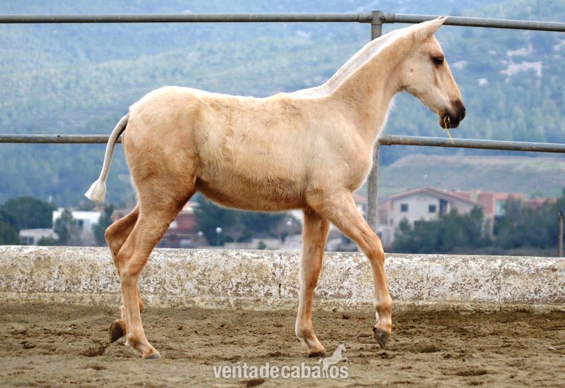 Potras PRE destete bayas, palominas y alazanas - Caballos Pura Raza Española (P.R.E.)