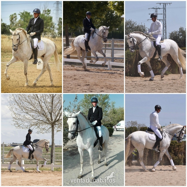 Caballo lusitano puro in 