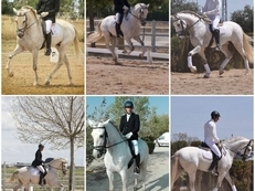 Caballo lusitano puro
