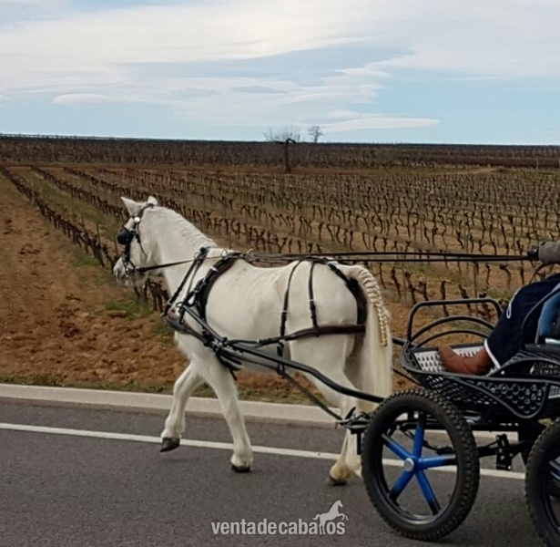 Poni welsh enganchada in 