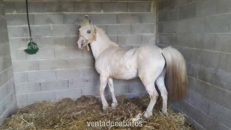 Poni Welsh