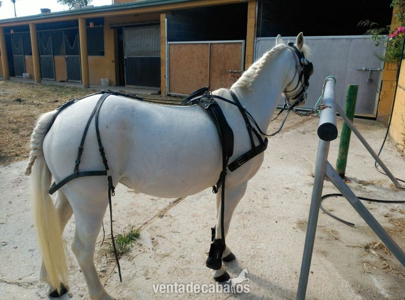 Poni Welsh {TYPE}