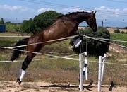 POTRO DE SALTO 