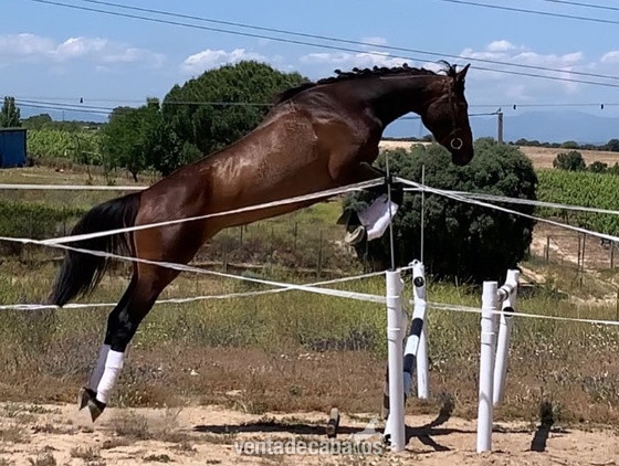 POTRO DE SALTO  in 