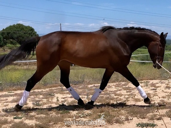 POTRO DE SALTO  - Potras