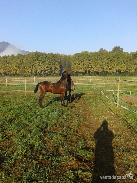 Hispano-Arabe