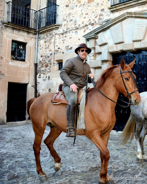 CABALLO ANGLO ÁRABE  in 