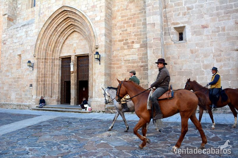 Caballos Capados Anglo-árabe - CABALLO ANGLO ÁRABE 