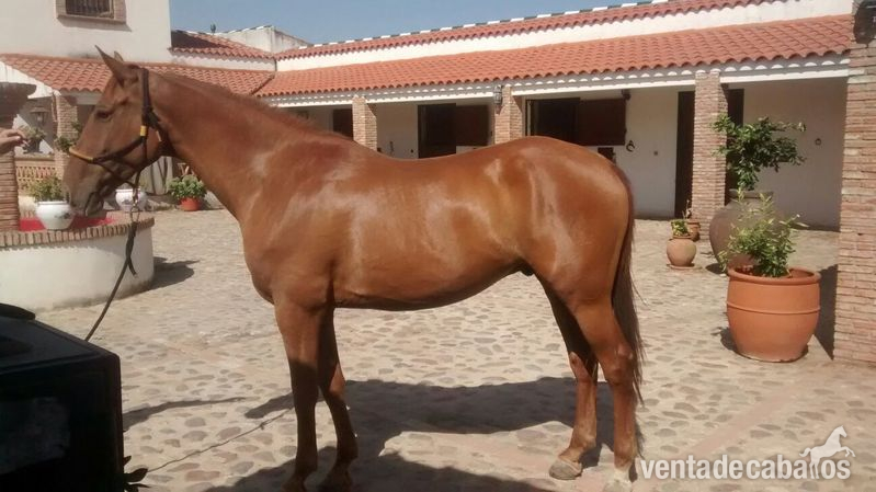 CABALLO ANGLO ÁRABE  - Caballos Capados Anglo-árabe