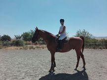 CABALLO ANGLO ÁRABE 