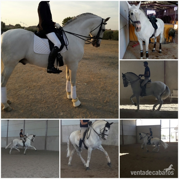 Magnífico caballo español in 