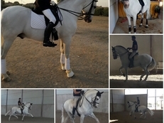 Magnífico caballo español