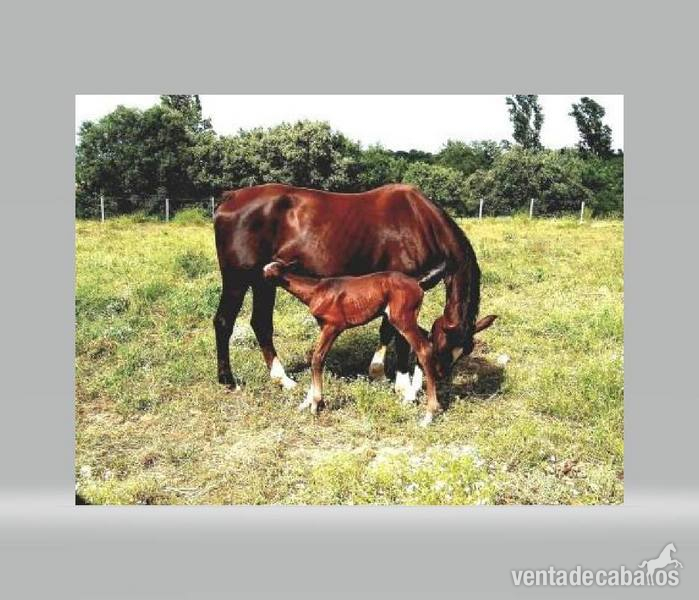 Caballo de Deporte Español (CDE)