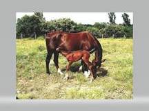 Yegua cria hija de Voltaire.
