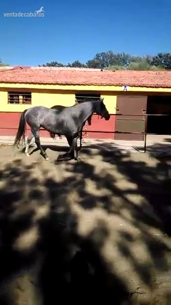 Pura Raza Española
