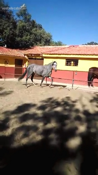 Caballos Pura Raza Española (P.R.E.) Pura Raza Española - VENTA DE YEGUA PRE 6 AÑOS 