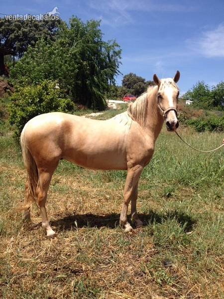 CABALLO PERLA CARETO Y CALZADO DE LAS 4 PATAS in 
