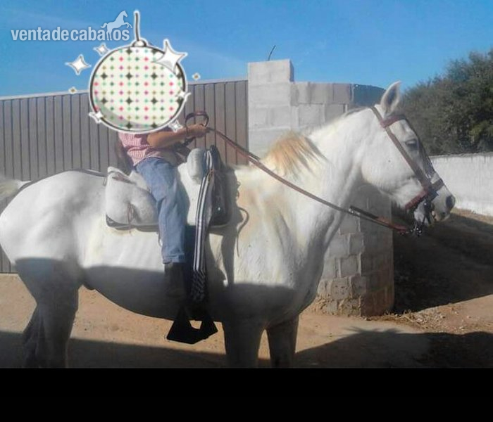 buena jaca domao in 