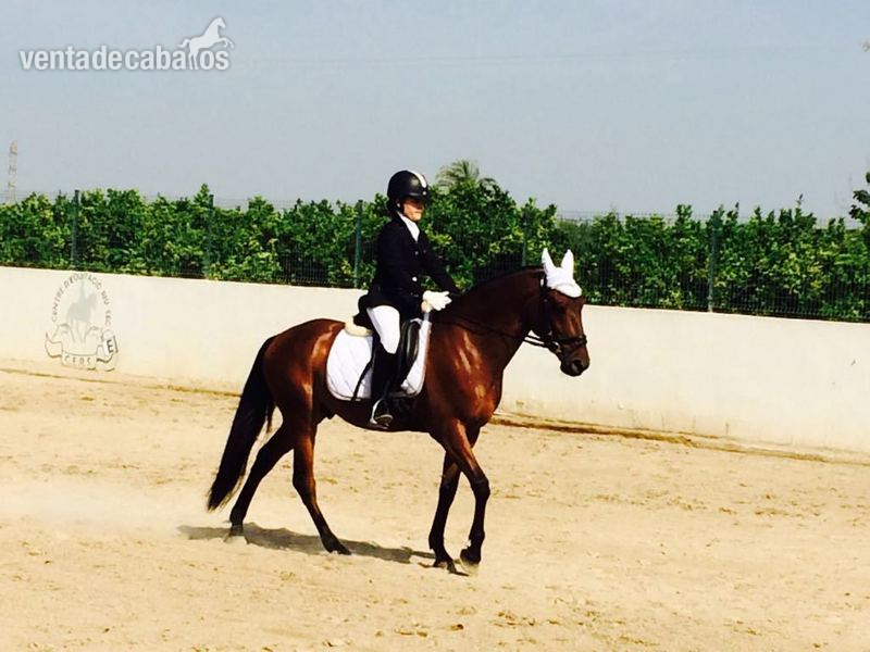 Venta de caballo in 