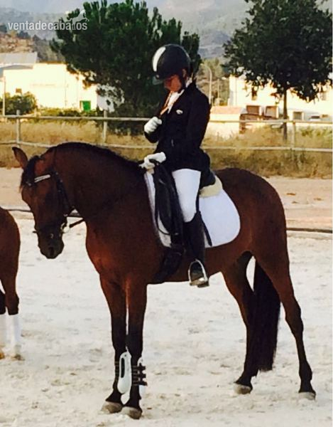 Lusitano