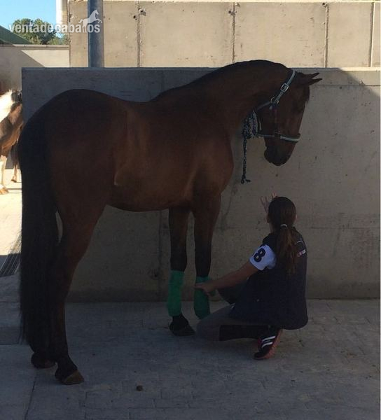 Lusitano {TYPE}