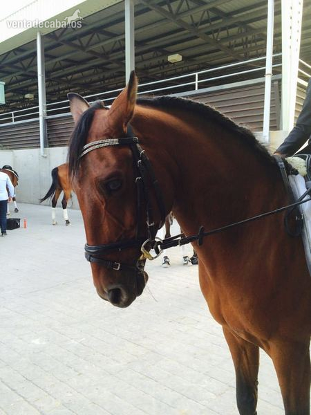 Caballos Capados Lusitano - Venta de caballo
