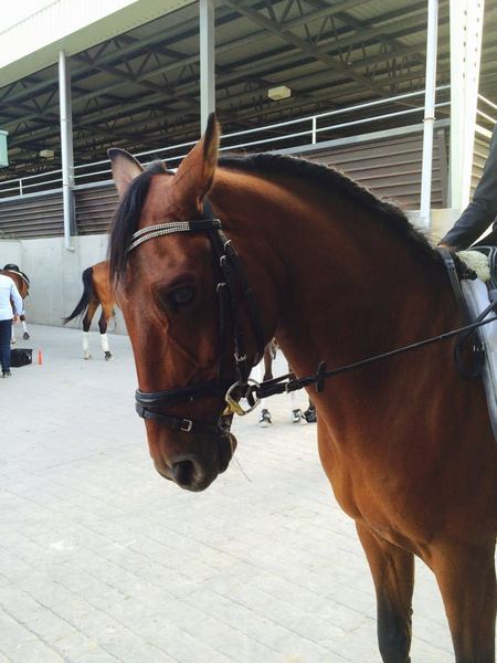 Caballos Capados Lusitano - Venta de caballo