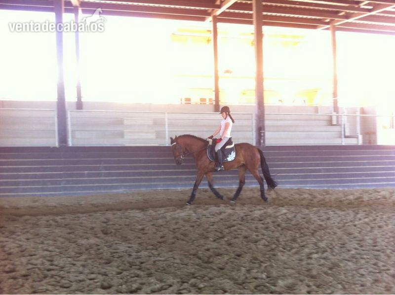 Venta de caballo - Caballos Capados Lusitano