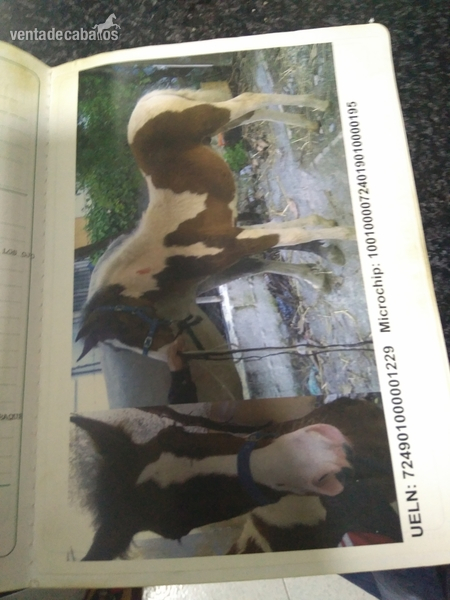 Caballos Enteros Tersk - Caballo Pío indio 9 años entero