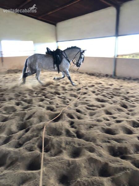 Se vende Yegua PRE con carta - Caballos Pura Raza Española (P.R.E.) Pura Raza Español