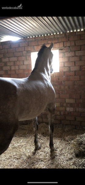 Se vende Yegua PRE con carta - Caballos Pura Raza Española (P.R.E.)