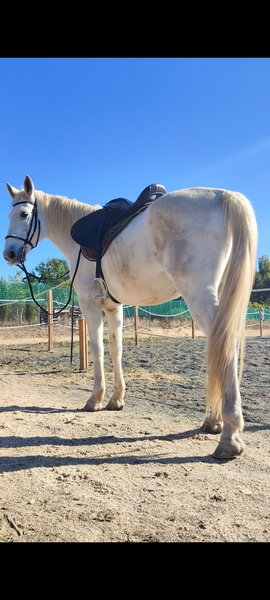 Caballo NOBLE DIVERTIDO in 