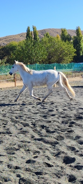 Hispano-Arabe