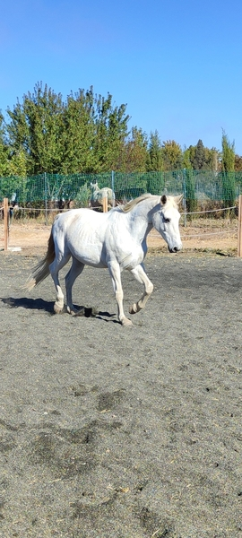 Hispano-Arabe {TYPE}