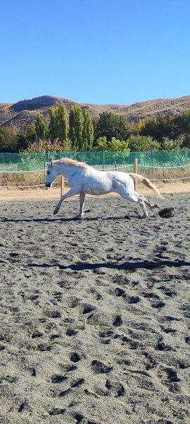 Caballos Enteros Hispano-Arabe - Caballo NOBLE DIVERTIDO