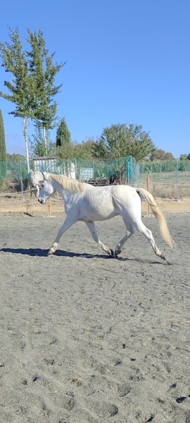 Caballo NOBLE DIVERTIDO - Caballos Enteros Hispano-Arabe