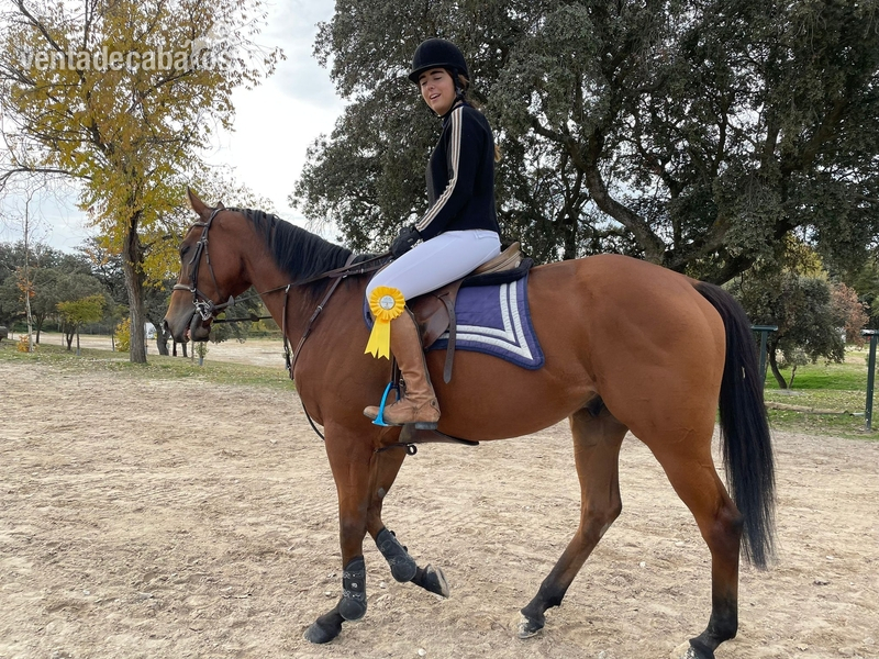 Se vende caballo de salto  in 