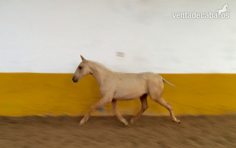 POTRO PALOMINO PRE in 