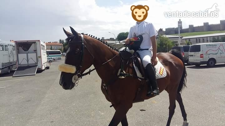 Yeguas Pura Sangre Inglés - Yegua castaña PSI