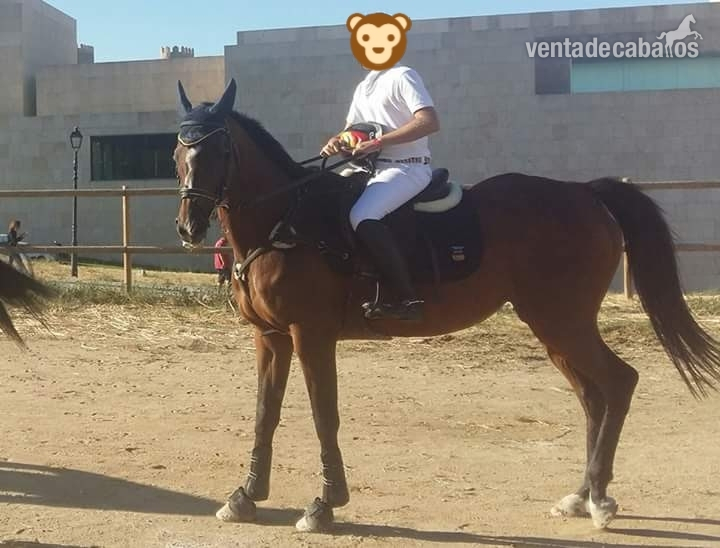 Yegua castaña PSI - Yeguas Pura Sangre Inglés