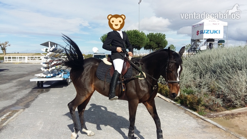 Yegua castaña PSI - Pura Sangre Inglés