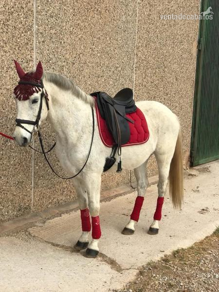 SE VENDE CABALLO in 