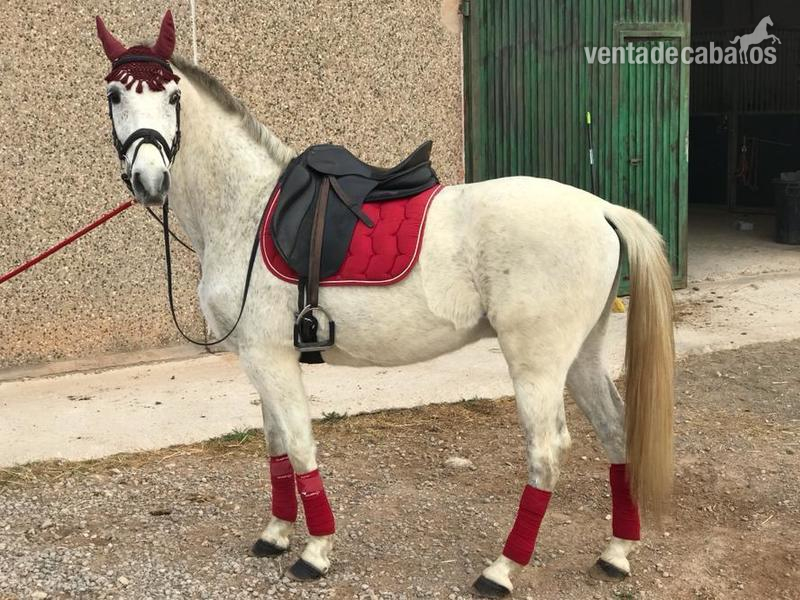 Caballos Capados Cruzado - SE VENDE CABALLO