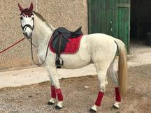 SE VENDE CABALLO
